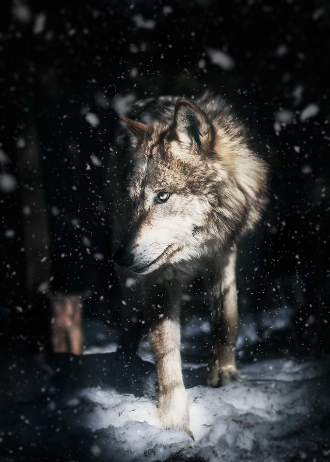 Wolf in Snowstorm