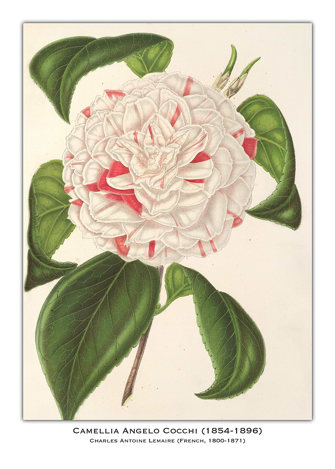 Camellia Angelo Cocchi Illustration
