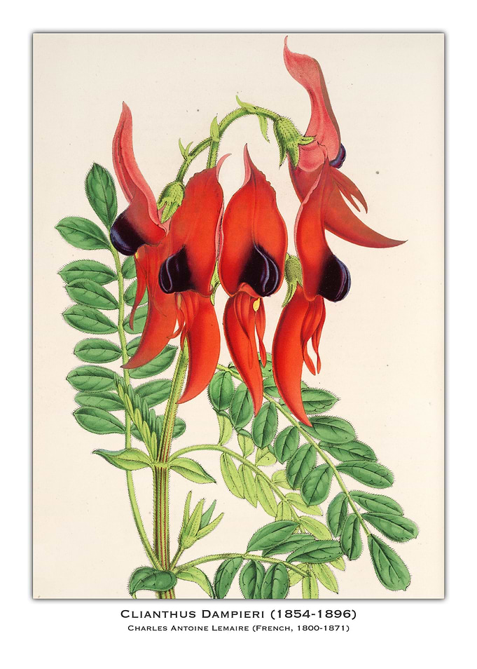 Clianthus Dampieri Flower Illustration