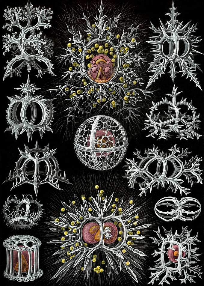 Ernst Haeckel Radiolarian Microfossils