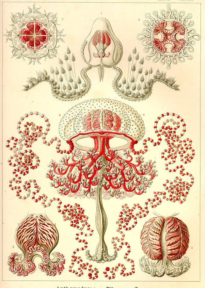 Jellyfish Illustration by Ernst Haeckel