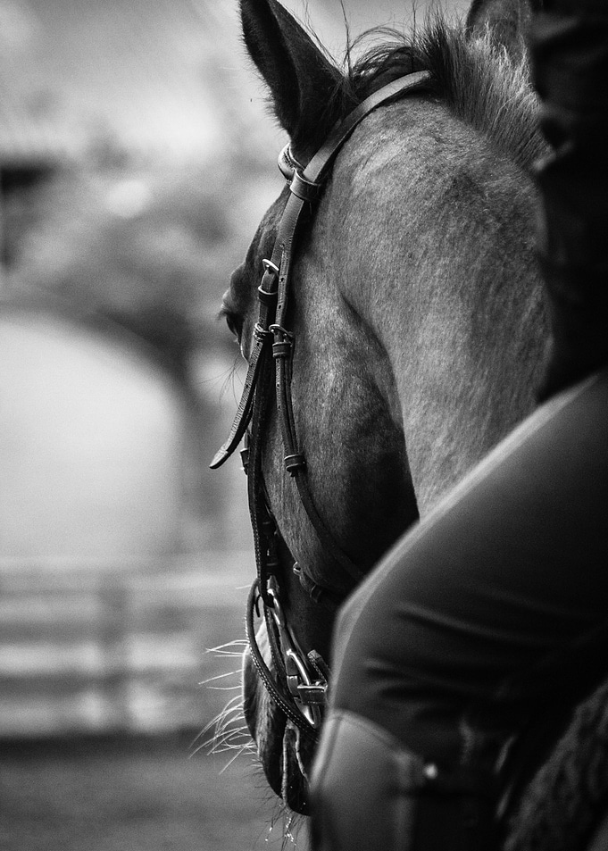 Horse and Rider
