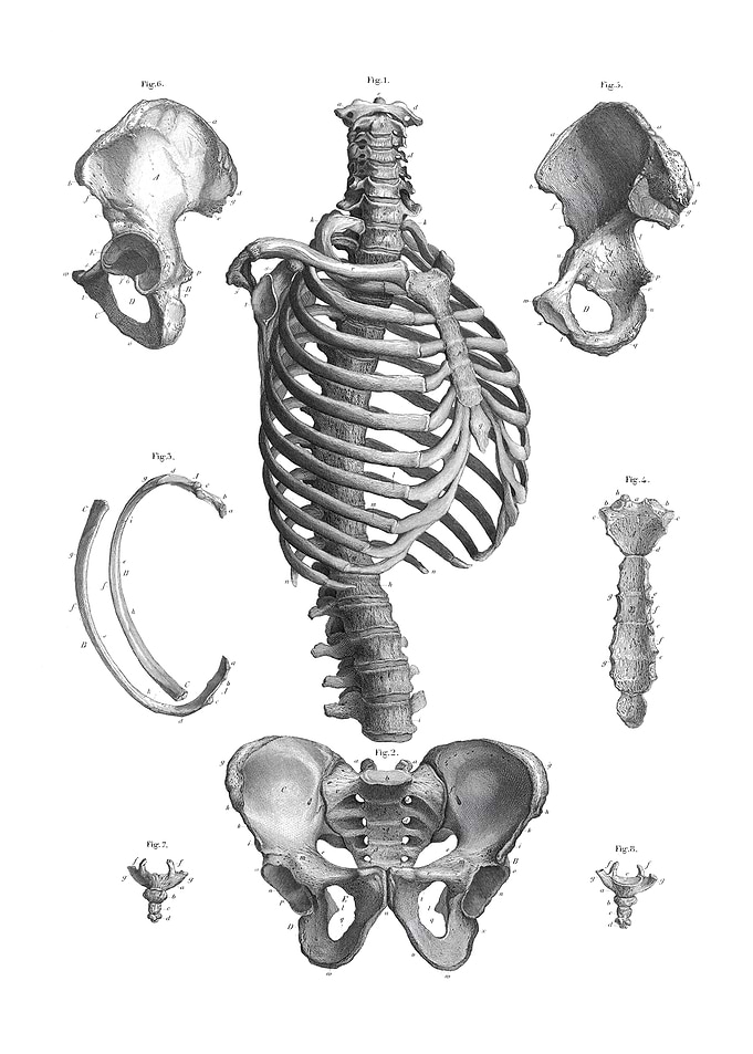 Human Skeleton Diagram