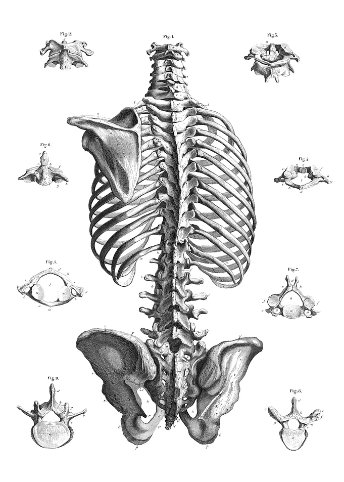 Human Skeleton Anatomy