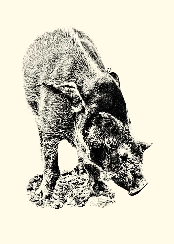 Red River Hog Illustration