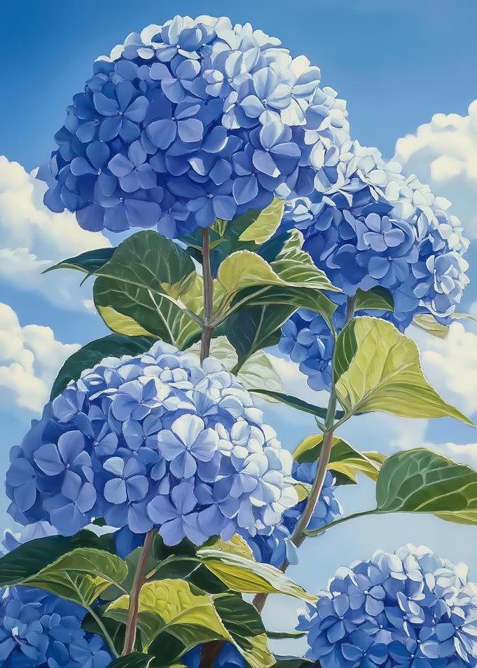Bloom in Hydrangea