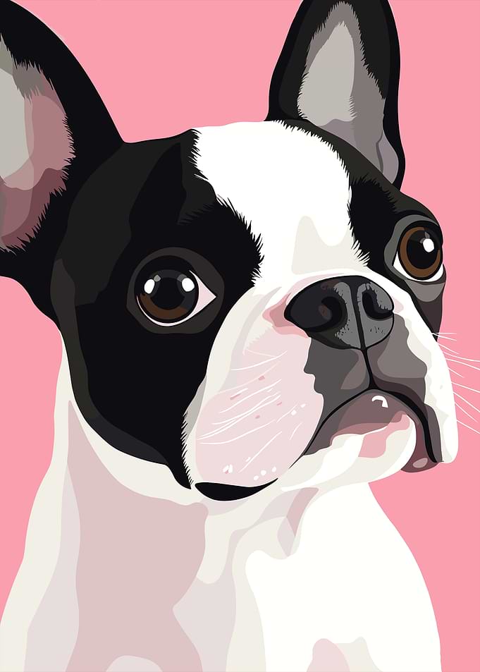 French Bulldog Portrait