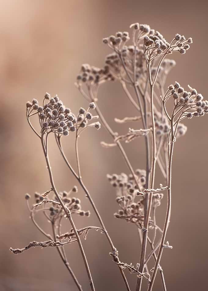 Dried Wildflowers in Soft Light