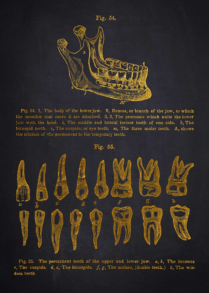 Vintage Dental Anatomy Illustration