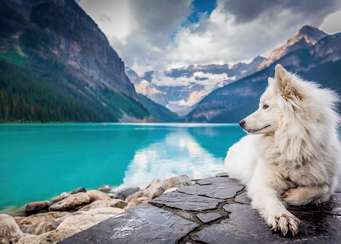 White Dog by Mountain Lake