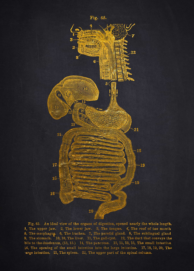 Gold organs Anatomical Diagram