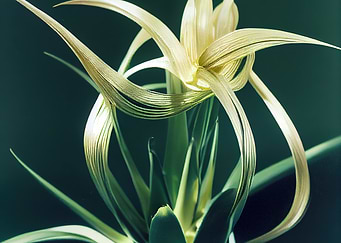Golden Plant Detail
