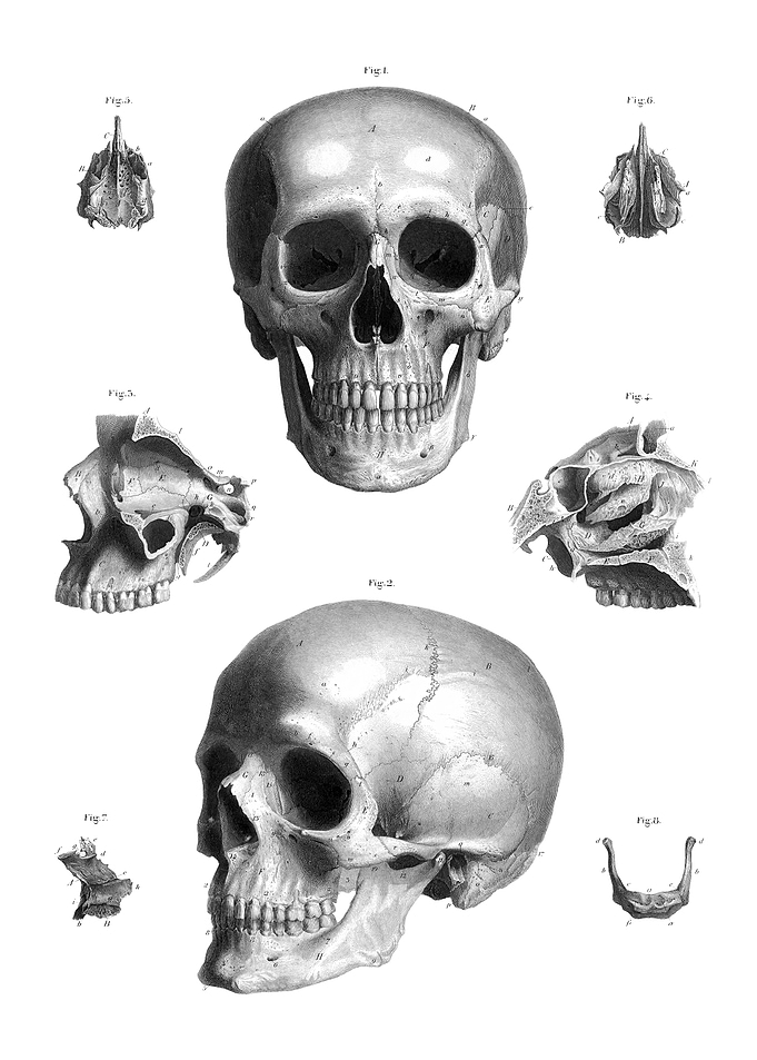 Human Skull Anatomy Illustration