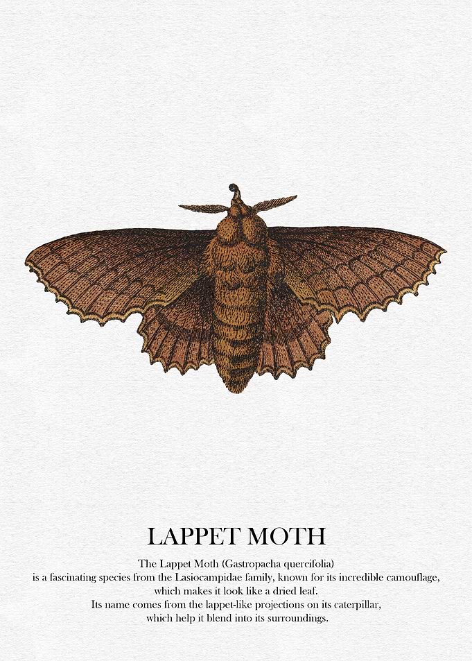 Lappet Moth Illustration