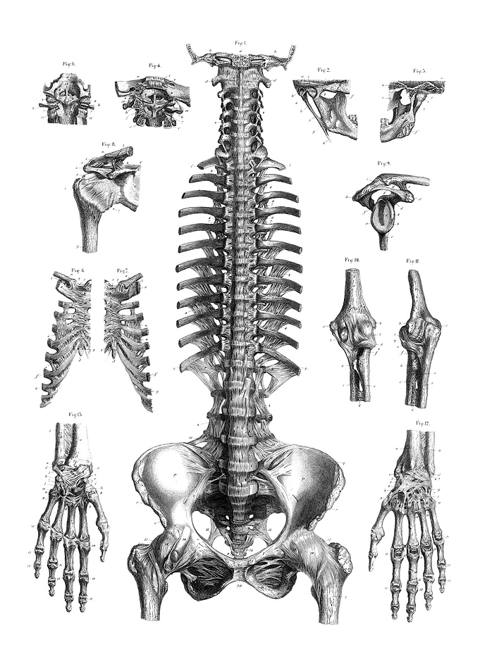 Human Skeleton Diagram