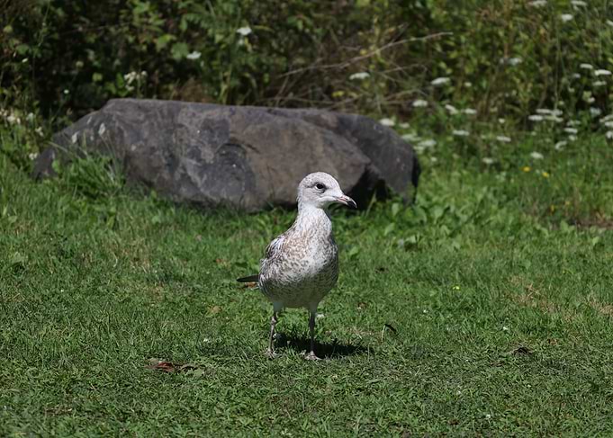 Seagull on Grass