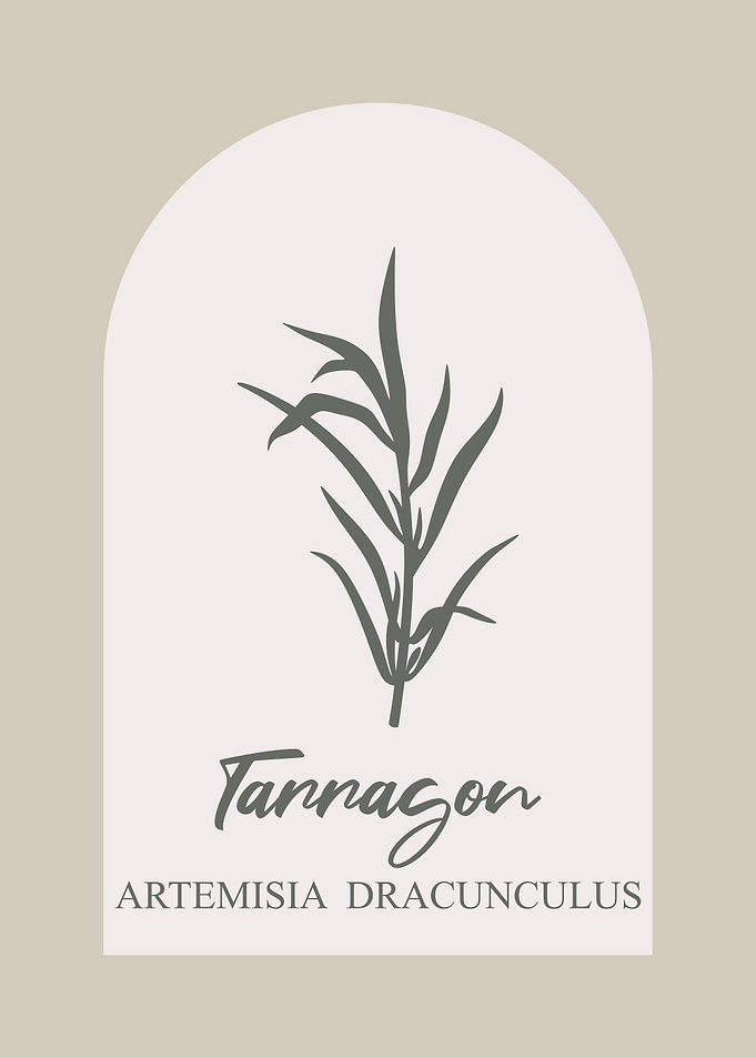 Tarragon Herb Illustration