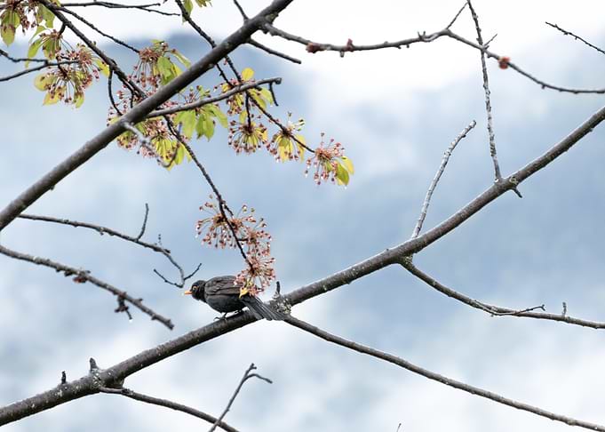 Blackbird in blossoms