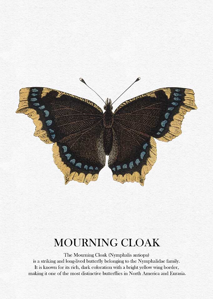 Mourning Cloak Butterfly Illustration