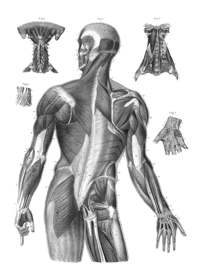 Human Back Muscle Anatomy Illustration