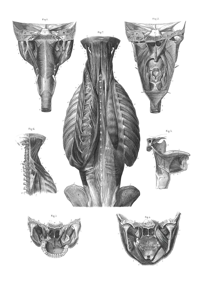 Anatomical Illustration of Muscles