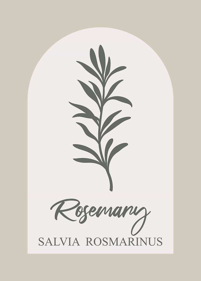 Rosemary Botanical Illustration