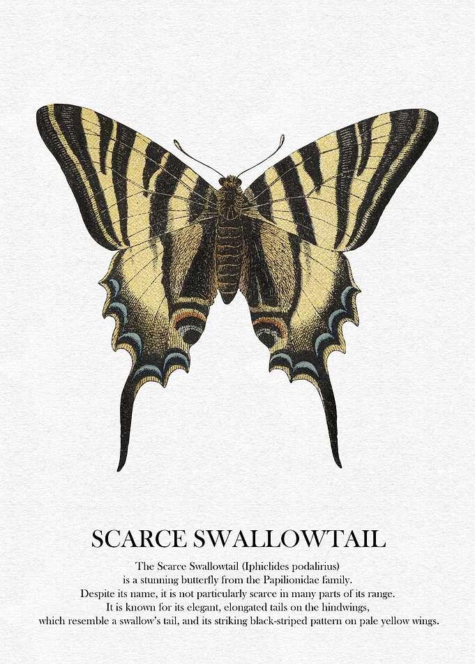Scarce Swallowtail Butterfly Illustration