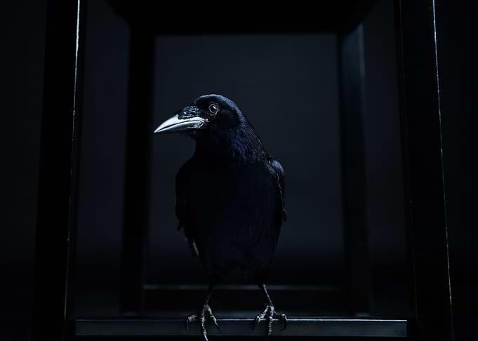 Black Crow in Shadows
