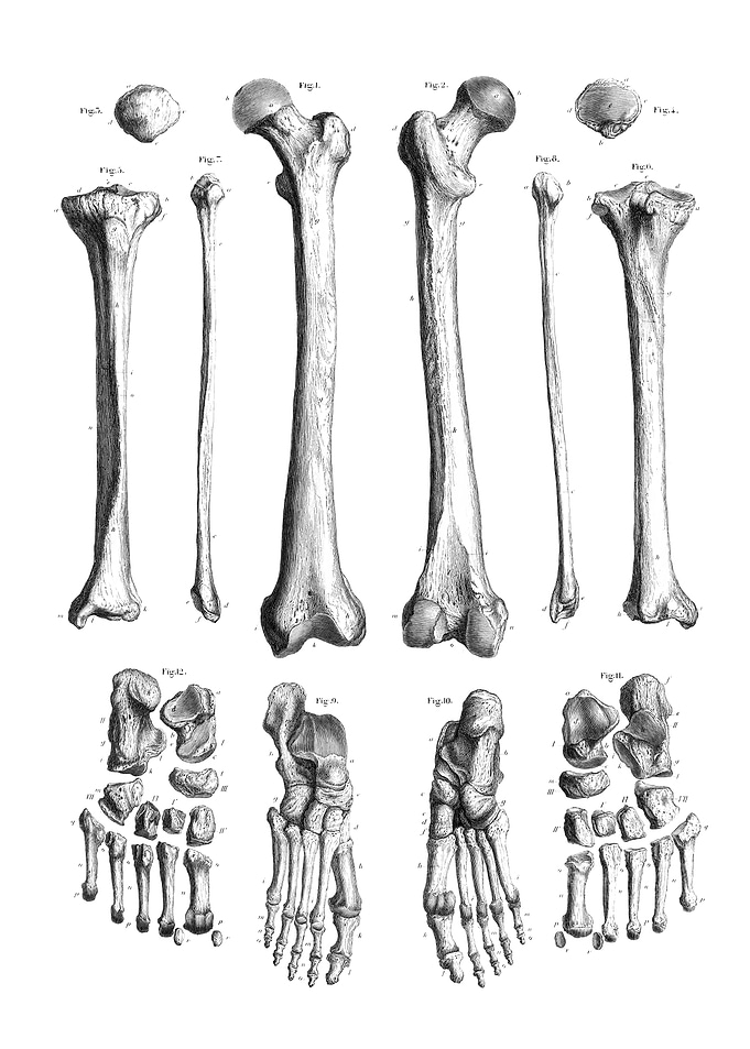 Human Leg Bones Anatomy