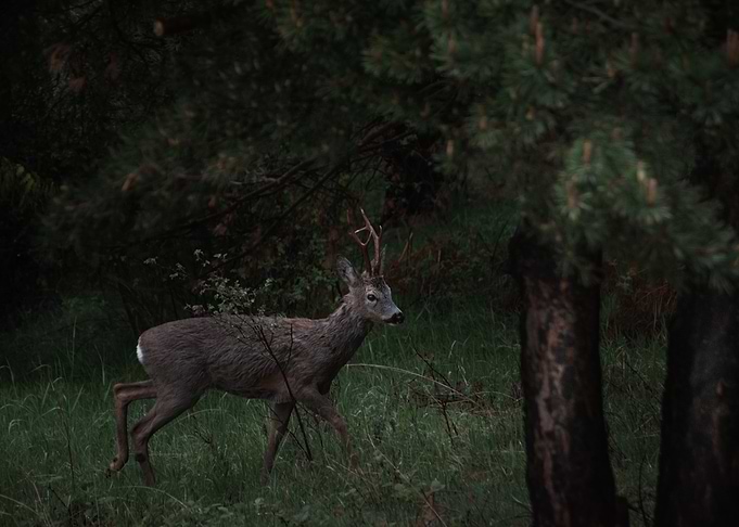 Deer elegance