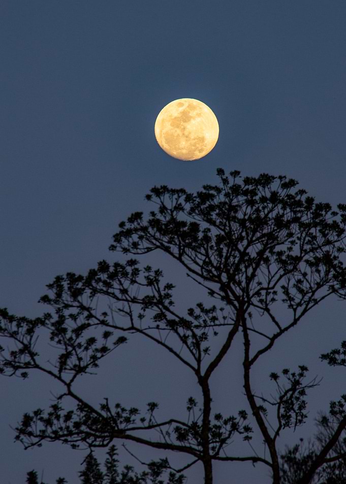 Full Moon and Tree Silhouette