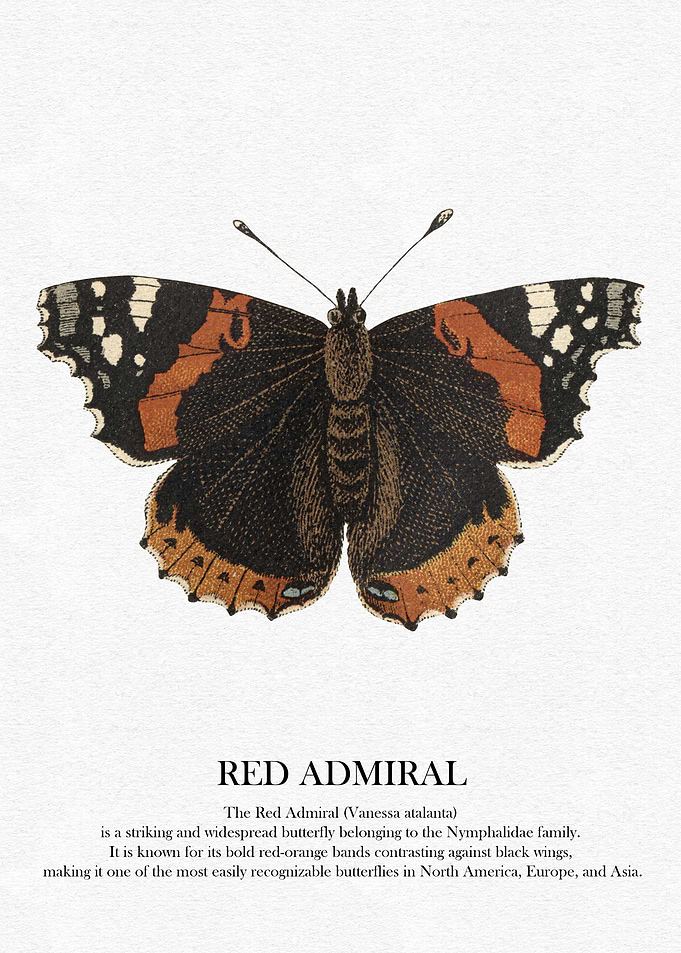 Red Admiral Butterfly Illustration