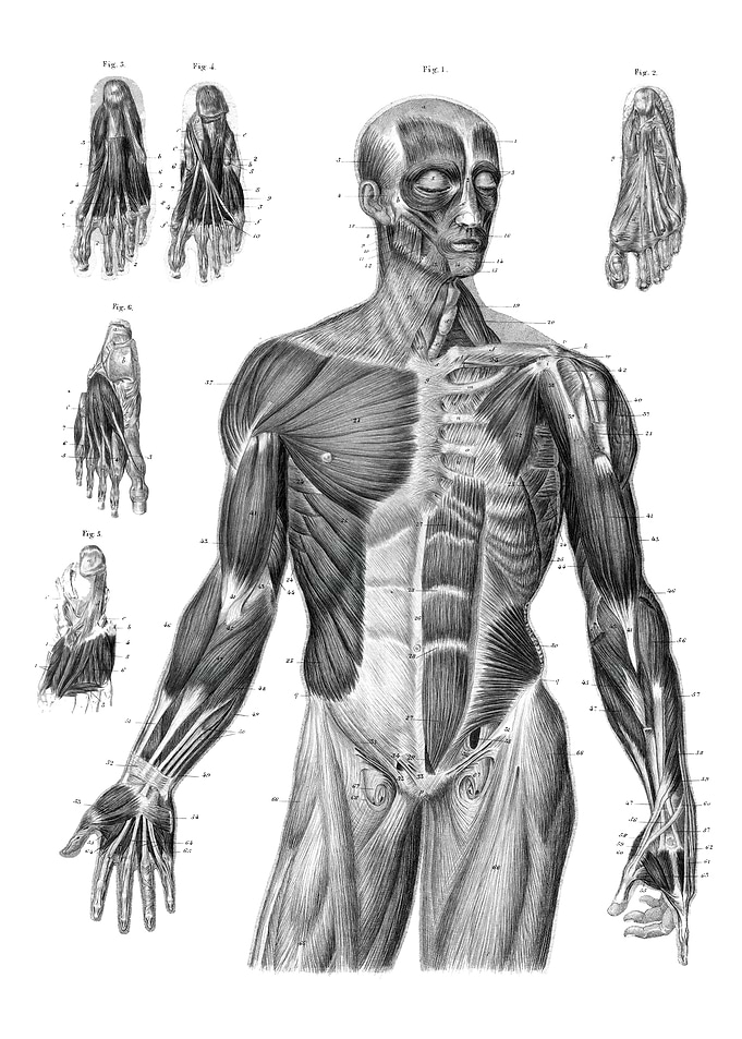 Human Muscle Anatomy Illustration