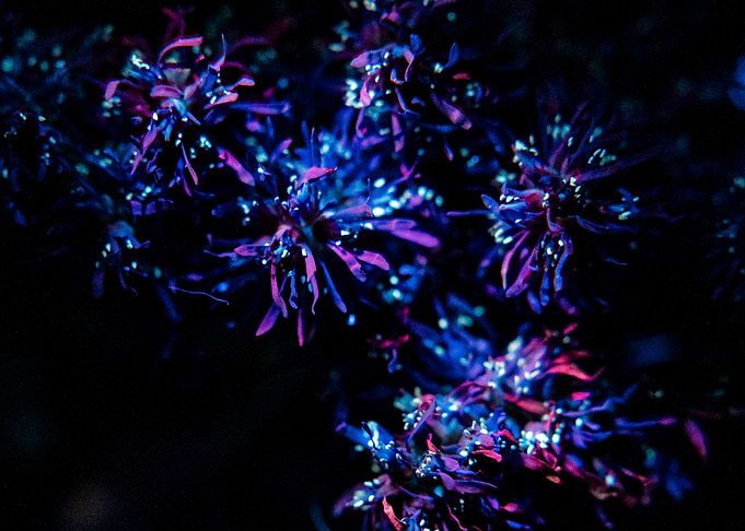 Purple Flowers in Darkness