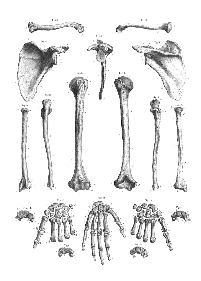 Human Arm and Hand Bones Diagram
