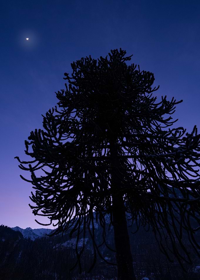 Silhouetted Tree at Dusk