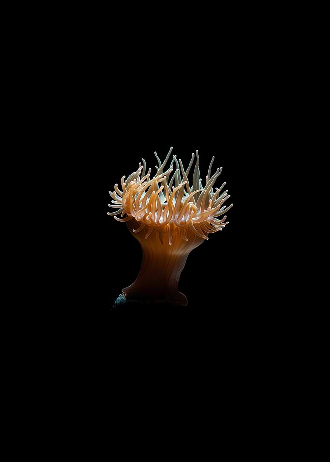 Sea Anemone on Black Background