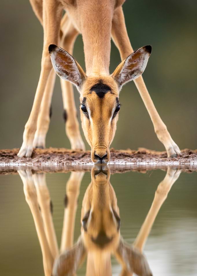 Impala Drinking Water