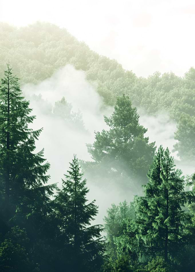 Misty Forest Landscape