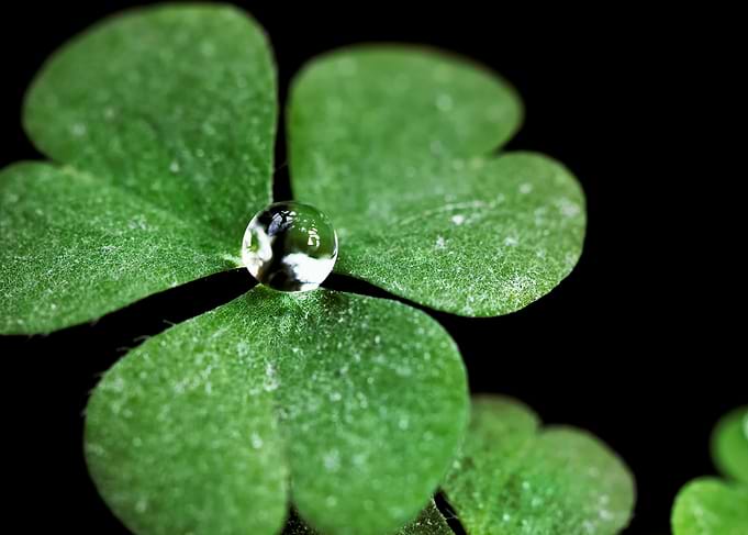 Water Drop on Clover Leaf