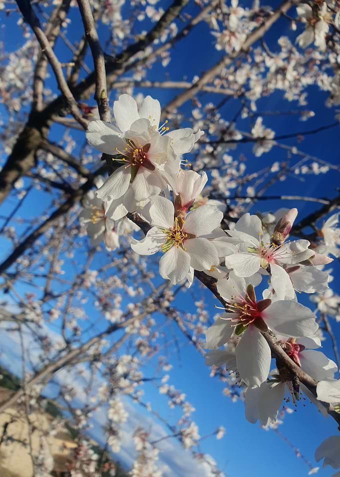 Almond Blossom Tree