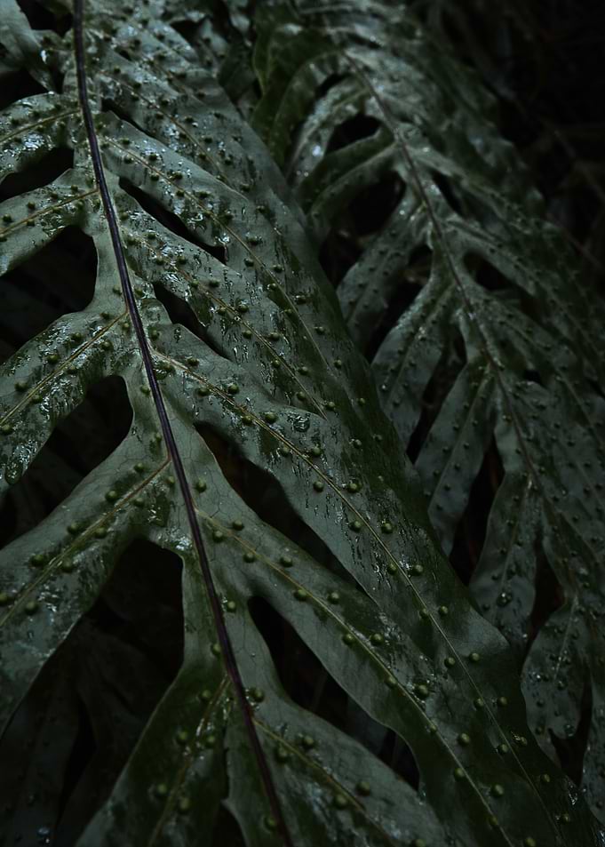 Green Leafy Texture