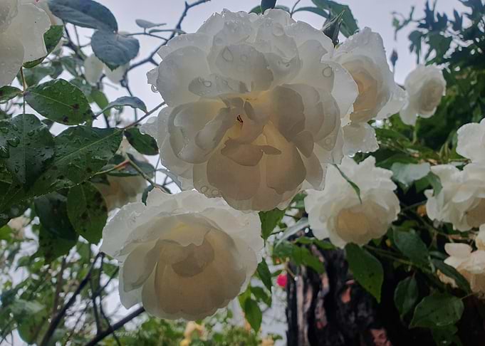 White Roses After Rain