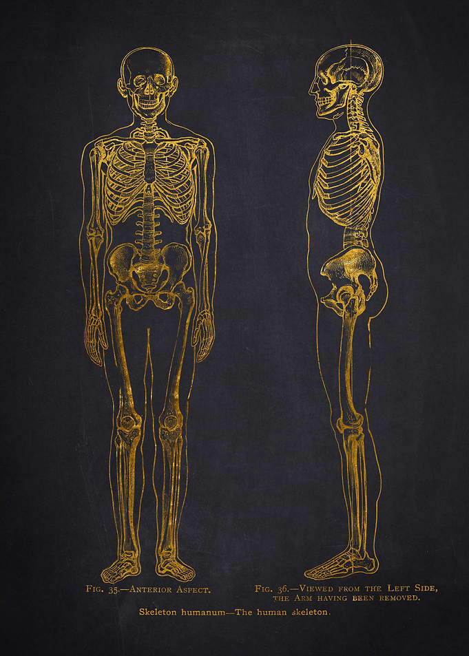 Human Skeleton Anatomy
