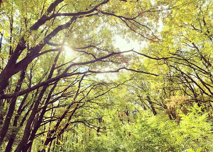 Sunlight Through Trees