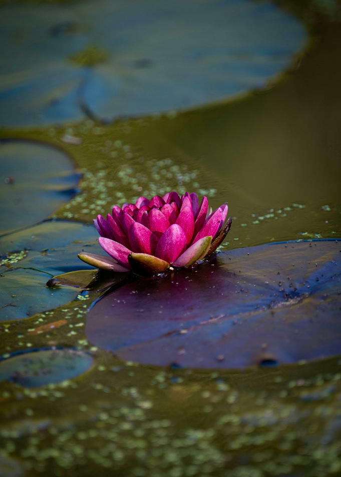Pink Water Lily