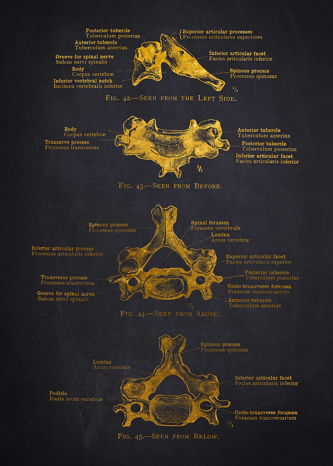 Human Vertebra Anatomy