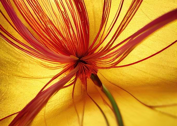 Close-up Flower Stamens