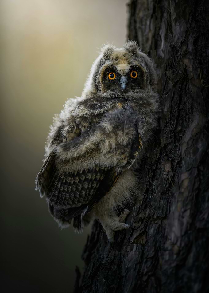 Young Owl on Tree Trunk