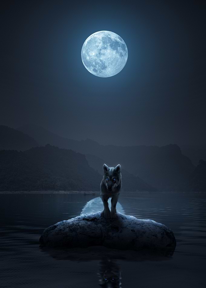 Wolf Under Full Moon
